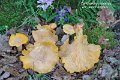 Cantharellus pallens-amf841-1